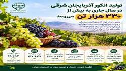 رکوردشکنی تولید انگور در آذربایجان شرقی